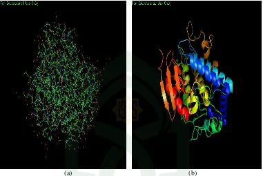 Gambar 5.  Struktur enzim tirosinase yang diperoleh dari RSCB Protein Data Bank kode “1WX4”