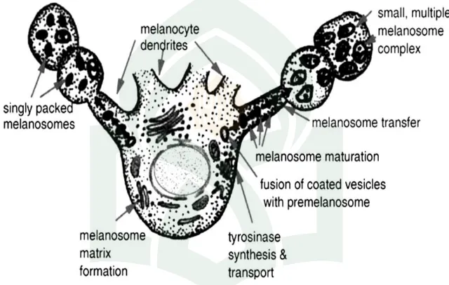 Gambar 6. Struktur Biologi Melanin (Jen-Wen, 2008) 