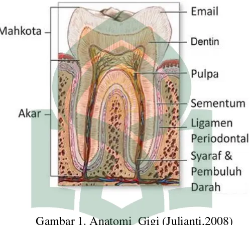 Gambar 1. Anatomi  Gigi (Julianti,2008) 