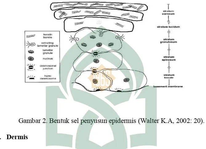 Gambar 2. Bentuk sel penyusun epidermis (Walter K.A, 2002: 20).