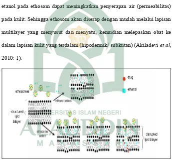 Gambar 4. Mekanisme kerja ethosom (Anitha et al, 2011: 20)