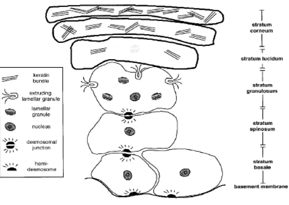 Gambar 2. Bentuk sel Penyusun Epidermis (Walters, 2002). 