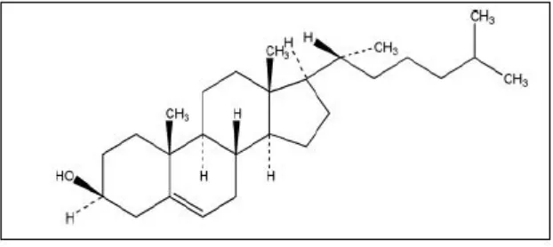 Gambar 7. Struktur Kolesterol (Rowe et al, 2009: 178) 