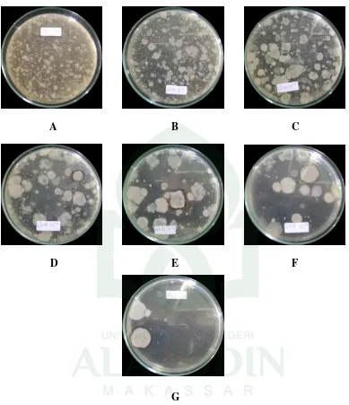 Gambar 2. Foto Isolat Bakteri dari Tanah Peternakan Sapi pada Medium GNA Keterangan : 