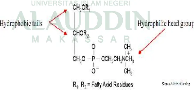 Gambar 4. Struktur Fosfatidilkolin (Leekumjron, 2004: -)