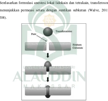 Gambar 7. Penembusan transferosom melalui pori-pori di lapisankorneum, lapisan paling jauh dari kulit (Mozafari danKianoush, 2005: 119)