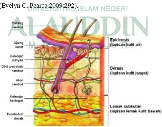 Gambar 1. Struktur Kulit (Anonim:2012)