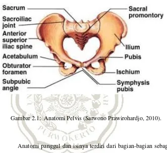Gambar 2.1:  Anatomi Pelvis (Sarwono Prawirohardjo, 2010). 