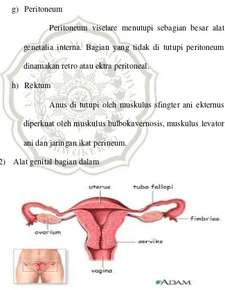 Gambar 2.3. Alat genetalia wanita interna (Pearce Evelyn, 