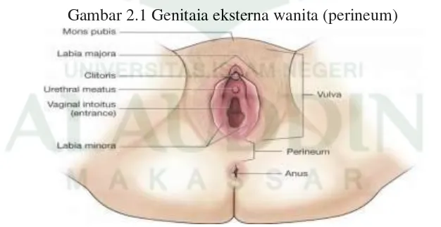 Gambar 2.1 Genitaia eksterna wanita (perineum) 