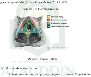 Gambar 2.2  Daerah perineum 