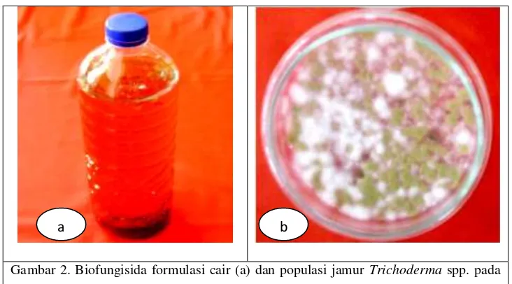 Gambar 2. Biofungisida formulasi cair (a) dan populasi jamur Trichoderma spp. pada 