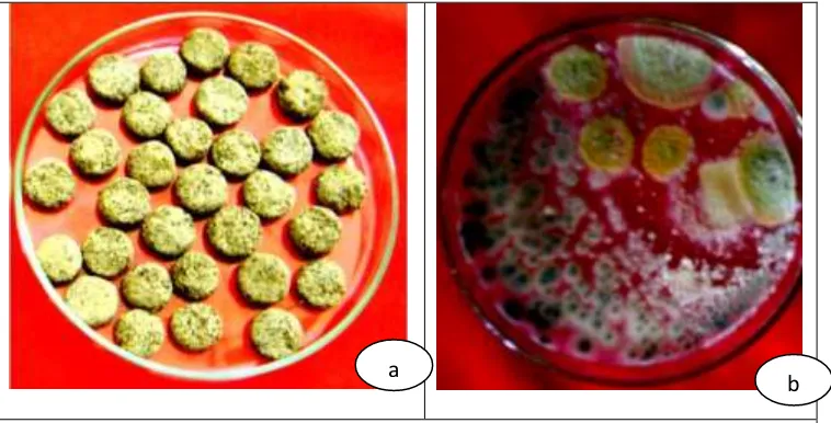 Gambar 03. Biofungisida formulasi tablet (a) dan populasi jamur Trichoderma spp. dalam formulasi tablet pada medium PDA (b) (Sumber: Sudantha 2010) 