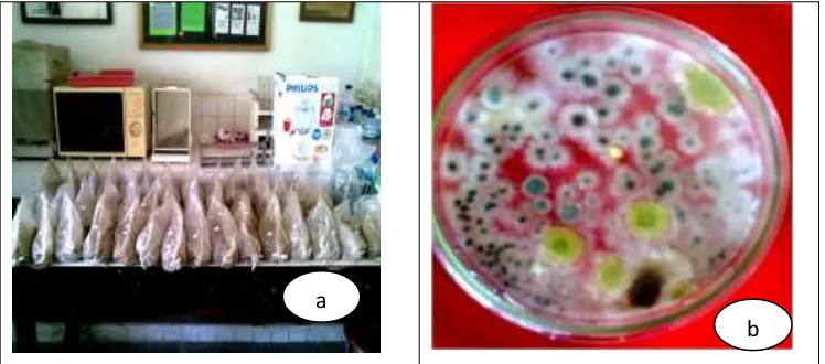 Gambar 04. Biofungisuda formuasi serbuk (a) dan Populasi jamur Trichoderma. spp.pada medium PDA (b)