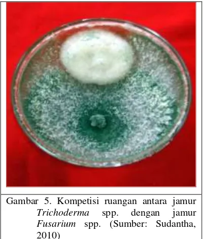 Gambar 5. Kompetisi ruangan antara jamur 