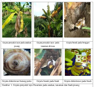 Gambar  1. Gejala penyakit layu Fusarium pada anakan, tanaman dan buah pisang 