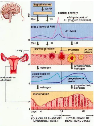 Gambar 1. Fisiologi Siklus Menstruasi Sumber: Atlas Anatomi, 2013 