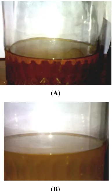 Gambar 10. Fermentasi hasil hidrolisis. 