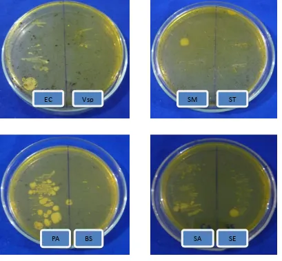Gambar. 3 : Foto hasil pengujian skrining ekstrak metanol tidak larut heksan    daun    kembang telang (Clitoria ternatea L.) 