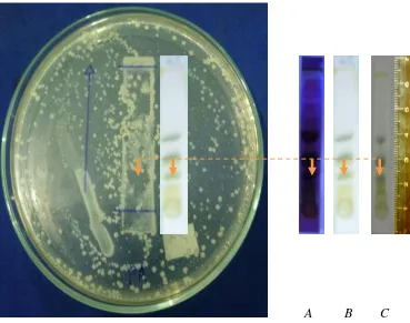 Gambar. 5 : Foto hasil pengujian KLT-Bioautografi ekstrak metanol larut heksan    daun    kembang telang (Clitoria ternatea L.) terhadap bakteri uji pseudomonas aeruginosa dengan cairan pengelusi n-heksan : etil asetat (5:1)