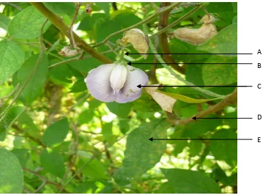 Gambar. 9 : Foto tumbuhan daun Kembang Telang (Clitoria ternatea L.) 