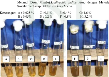 Gambar 8. Foto Hasil Uji Konsentrasi Hambat Minimum (KHM) Ekstrak Metanol Daun Mimba(Azadirachta indica Juss) dengan Metode Refluks Terhadap Bakteri Escherichi coli.
