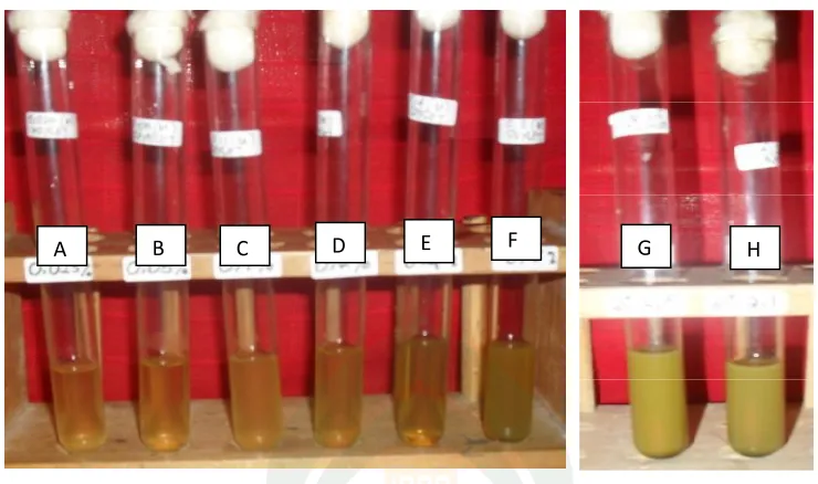 Gambar 12.Foto Hasil Uji Konsentrasi Hambat Minimum (KHM) Ekstrak Metanol Daun Mimba(Azadirachta indica Juss) dengan Metode Refluks Terhadap Bakteri Staphylococcus  aureus