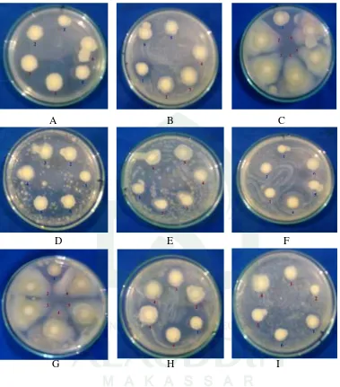 Gambar 9. Foto Hasil Pengujian Penghambatan Fermentat Isolat Jamur terhadap Mikroba Uji     