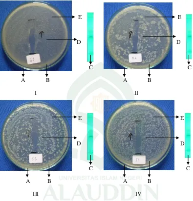 Gambar 3. Foto pengujian KLT Bioautografi fraksi II hasil isolasi ekstrak  n-heksan daun jati (Tectona grandis L.F)  