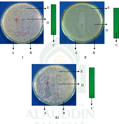 Gambar 5. Foto pengujian KLT Bioautografi isolat II hasil KLTP fraksi II ekstrak n-heksan daun jati (Tectona grandis L.F)
