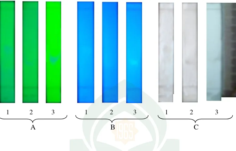 Gambar 6. Foto profil isolat II hasil KLTP fraksi II ekstrak n-heksan daun jati 