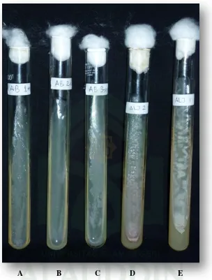 Gambar  2. Foto isolat murni mikroba penghasil antibiotika dari air laut  