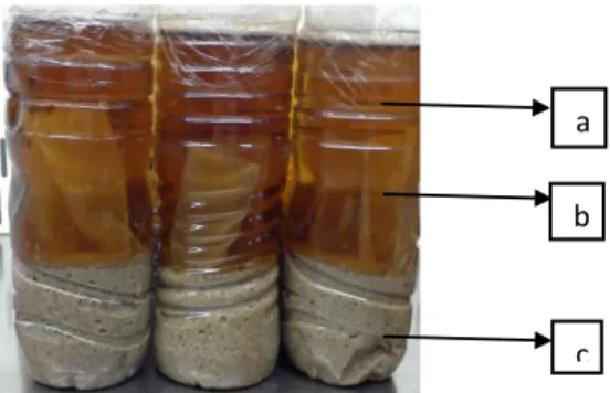 Gambar 1. Kolom Winogradsky Biodegradasi Plastik Putih dengan Inokulum  S. 