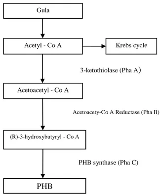 Gambar 1. Mekanisme pembentukkan PHB [3] 