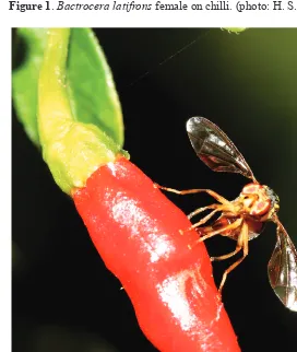 Figure 1. Bactrocera latifrons female on chilli. (photo: H. S. Yong)