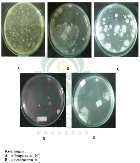 Gambar 1. Foto isolat bakteri endofit dari Algae Eucheuma cottonii asal   