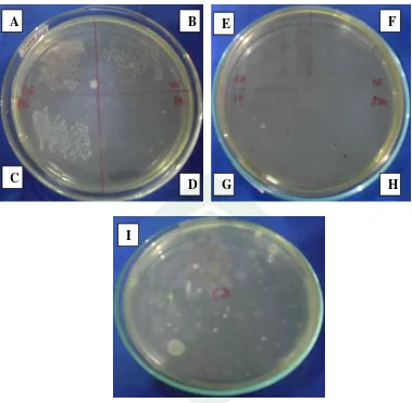 Gambar 1. Foto hasil pengujian skrining antimikroba ekstrak metanol    