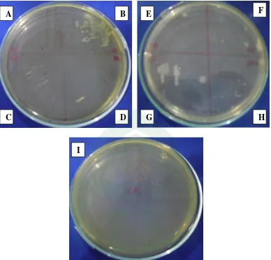 Gambar 2. Foto hasil pengujian skrining antimikroba ekstrak metanol larut 