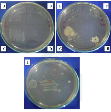 Gambar 3. Foto hasil pengujian skrining antimikroba ekstrak metanol tidak 