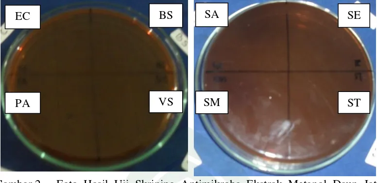Gambar 2. Foto Hasil Uji Skrining Antimikroba Ekstrak Metanol Daun Jati 