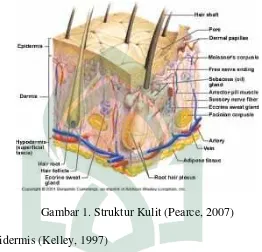 Gambar 1. Struktur Kulit (Pearce, 2007)