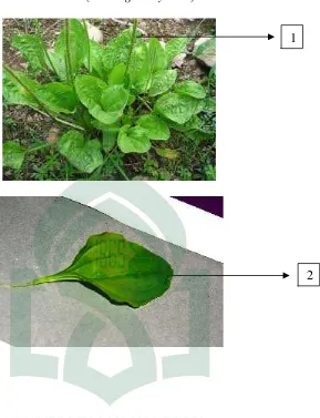 Gambar 6. Tanaman Daun Sendok (Plantago mayor L.)