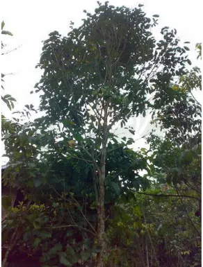 Gambar 3: pohon langsat 