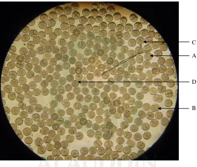 Gambar 4. Pembelahan Sel menggunakan Sel Telur Bulubabi (T. Gratilla Linn.) 