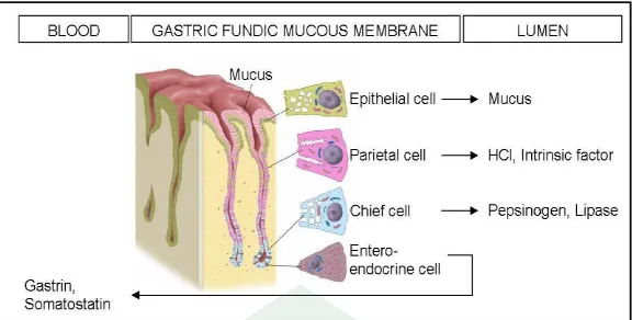 Gambar 2. Sel-sel mukosa fundus dan hasil sekresinya (Bardonnet, P.L et al, 2006) 