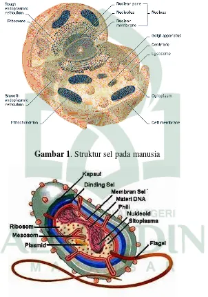 Gambar 1. Struktur sel pada manusia 