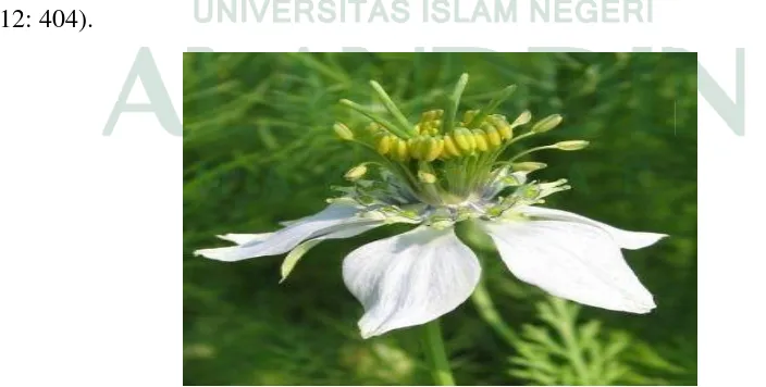 Gambar 1. Bunga dari Nigella sativa (Rajsekhar, dkk, 2011: 36). 