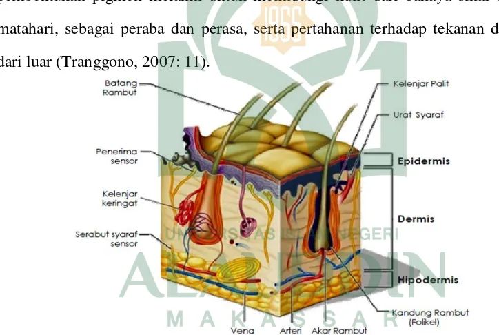Gambar 1.Struktur kulit (Kusantanti, 2008: 59). 