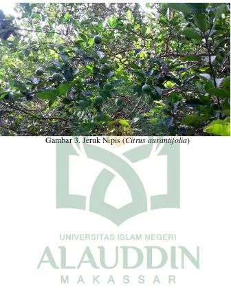 Gambar 3. Jeruk Nipis (Citrus aurantifolia) 