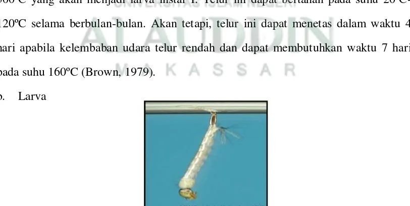 Gambar 3. Larva Nyamuk Aedes aegypti L. (Departemen Medical Entimology, 2002)